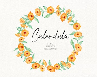 Watercolor calendula wreath clipart. Calendula spring floral frame clipart. Wildflower wedding wreath clipart. Healing wildflowers PNG