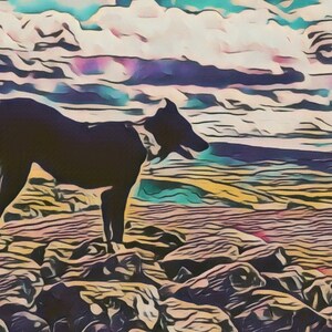 Collie Dog Greetings Card: Northumberland Dog Artwork