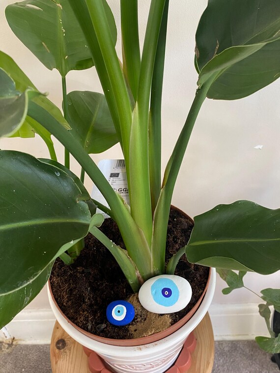 zimmerpflanze ficus Ficus Benjamina geflochtener Stamm | 130cm