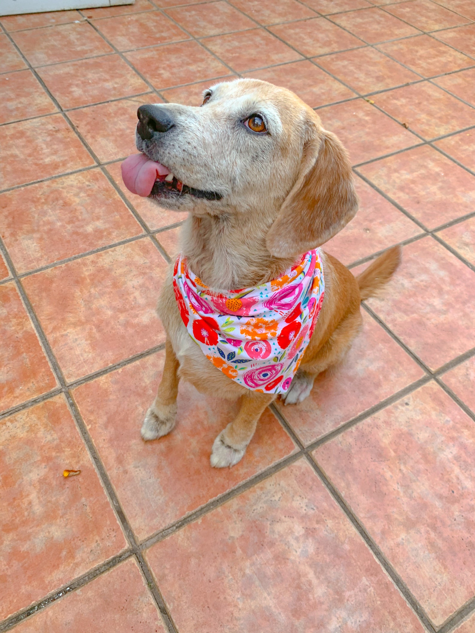 Bandana pour chiens Bandana de chien floral bandana de Etsy