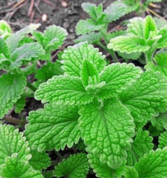 Strawberry mint herb seeds 30 seeds per pack NON GMO seeds Etsy