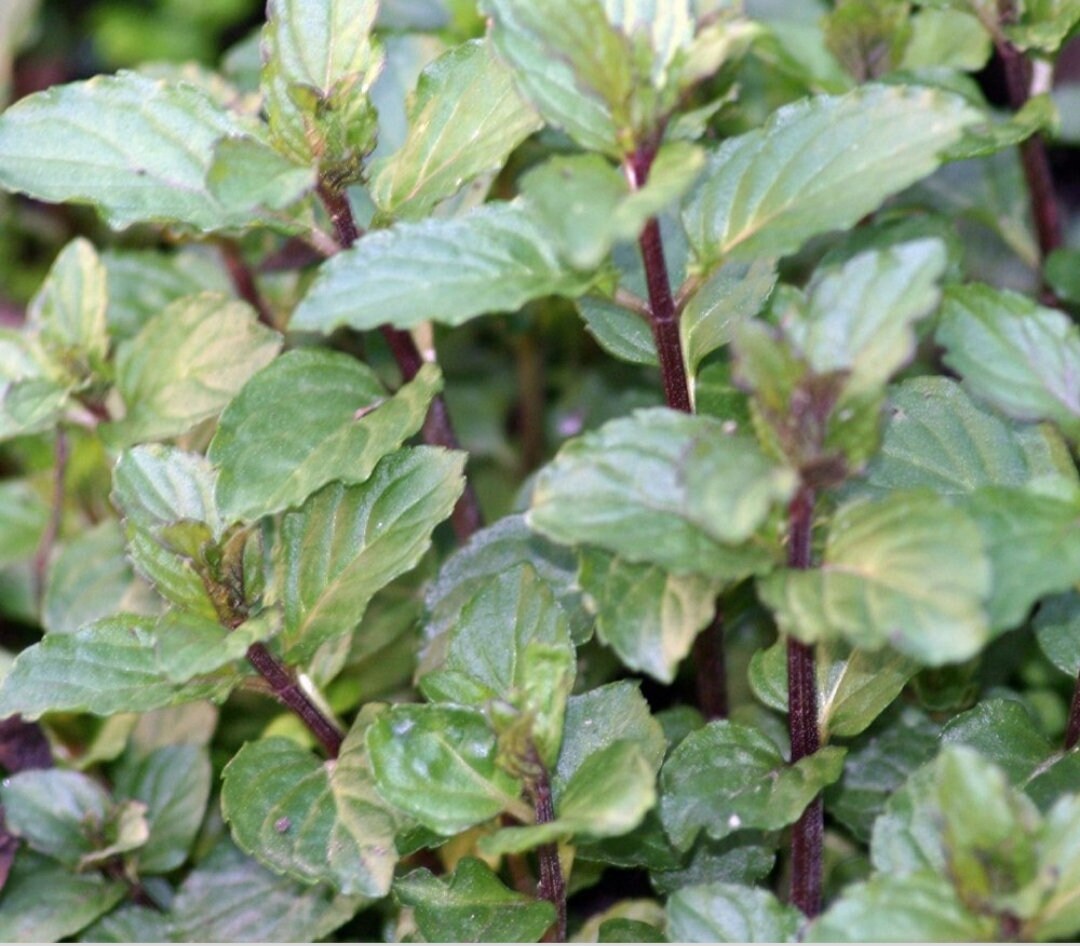 Chocolate mint herb seeds 30 organic seeds NON GMO seeds Etsy