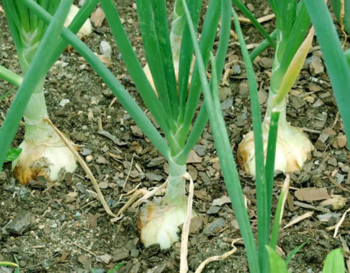 Giant onion seeds NON GMO SEEDS organic seeds 50 seeds Etsy