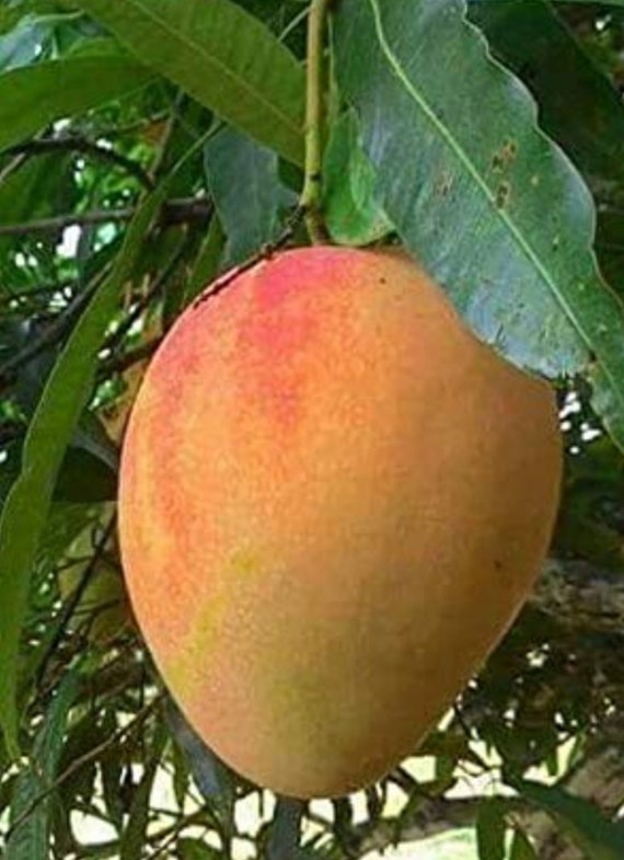 Alphonso Mangoes AND Seeds Fresh Mangoes Rare Mangoes - Etsy Australia