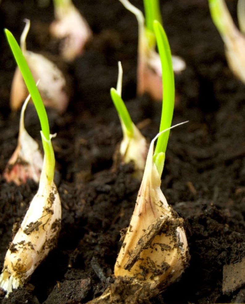 Garlic Seeds Organic Seeds 10 Seeds per Pack Etsy