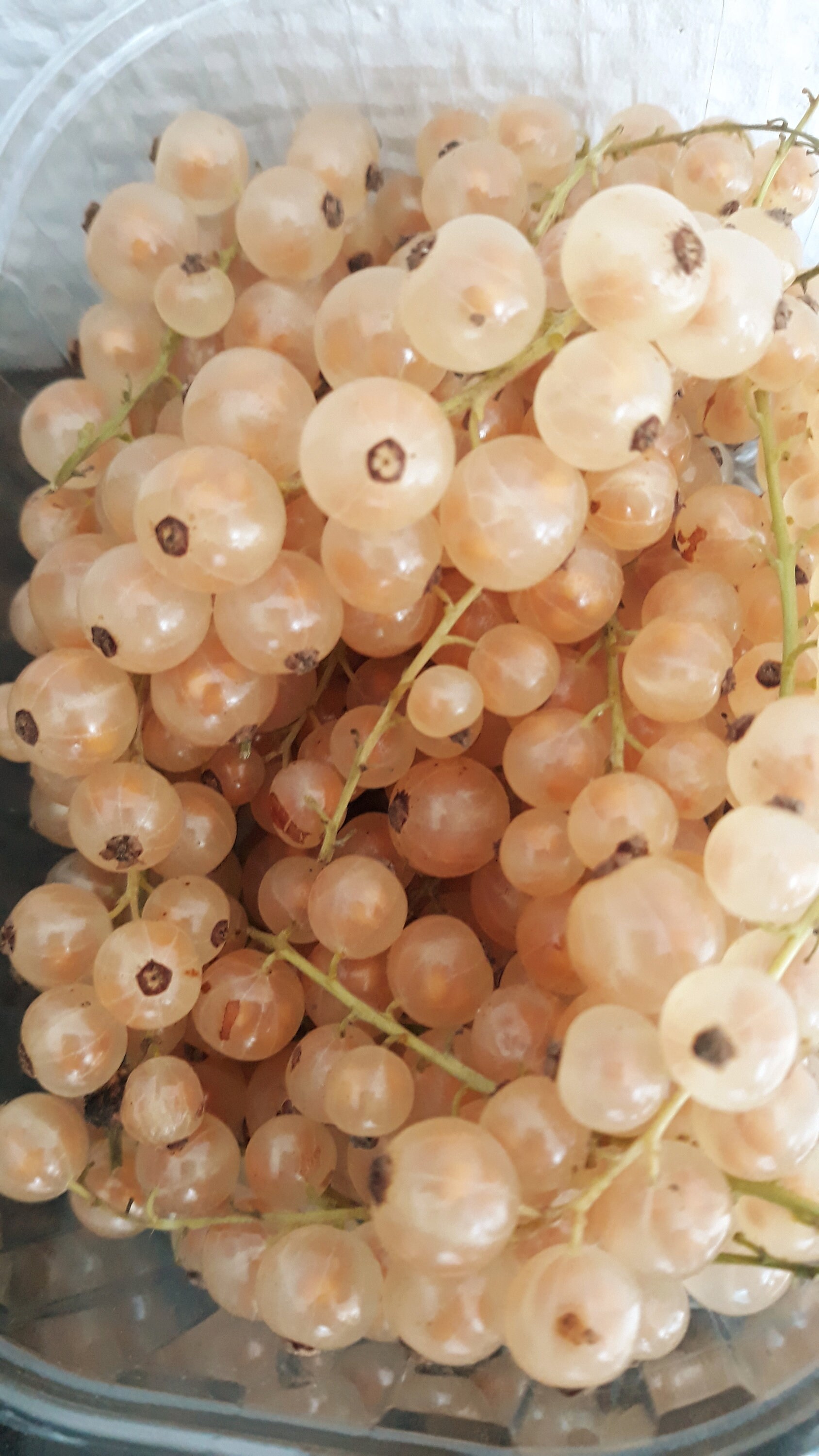 White cranberry fruit seeds non GMO seeds fresh seeds 50 seeds Etsy