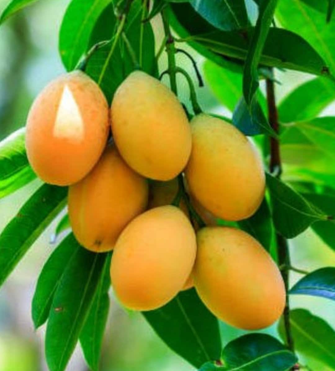 Alphonso Mango Seeds Rare Mangoes Organic seeds Tasty Etsy
