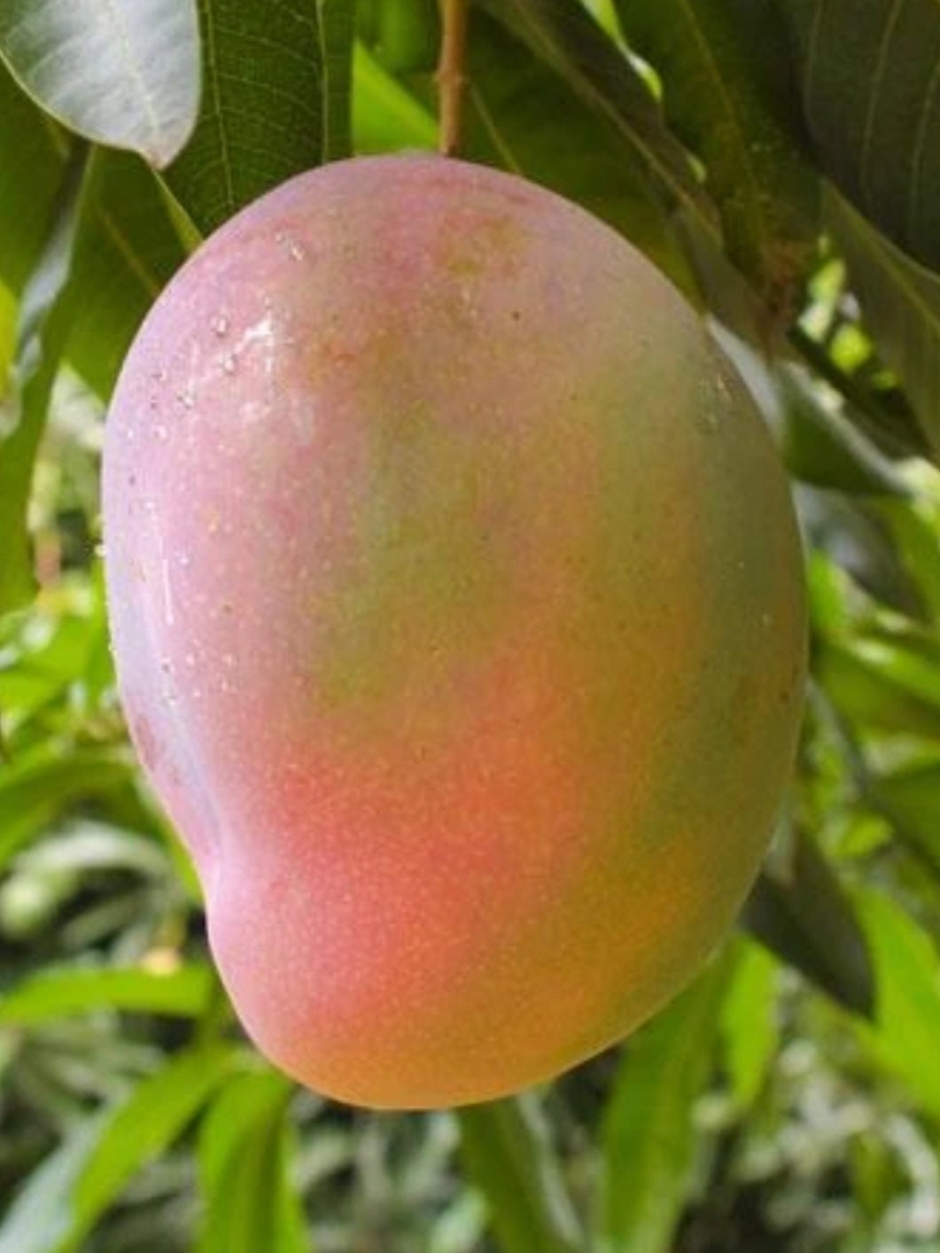 Alphonso Mango Seeds Rare Mangoes Organic seeds Tasty Etsy