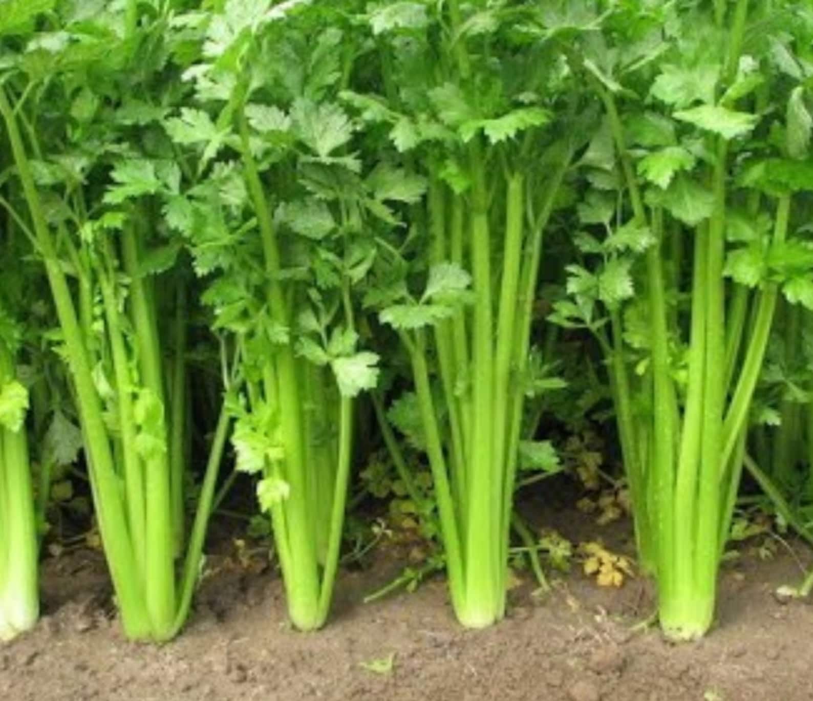 сельдерей черешковый королевский. сушка черешкового сельдерея. сельдерей корневой бодрячок. сельдерей черешковый юта. пастернак растение любисток.