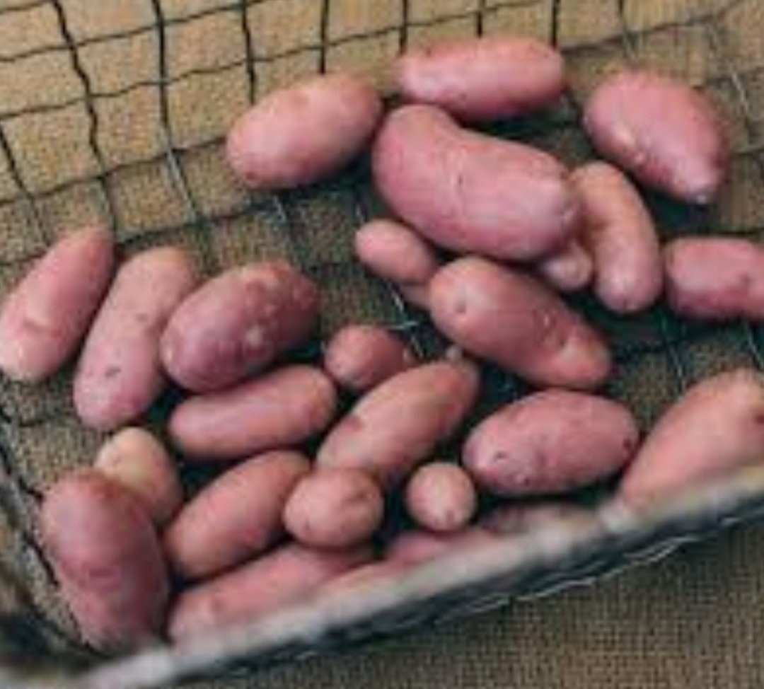 Red potato seeds ready to plant 10pieces /pack Etsy