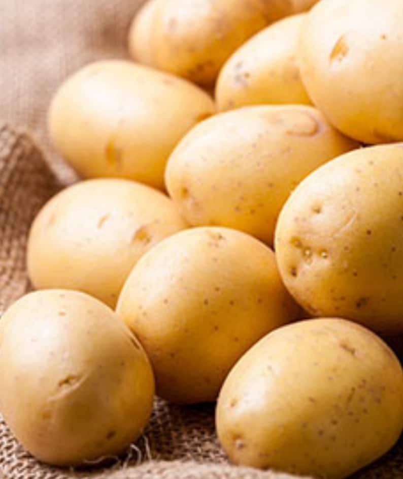 Giant Potato Seeds Giant Potatoes 10 Pieces Can Make Many Etsy