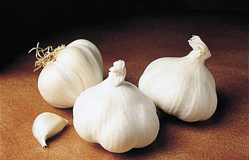 Giant organic garlic bulbs ready to plant 10 big bulb 1 bulb Etsy