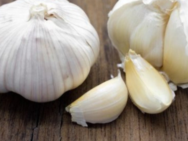 Giant organic garlic bulbs ready to plant 10 big bulb 1