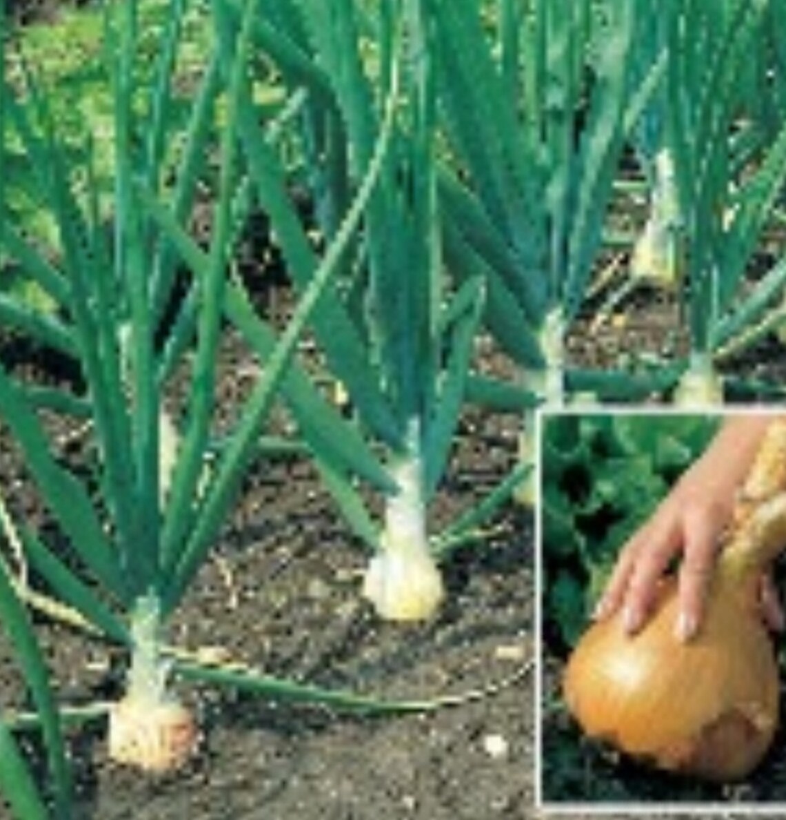 Giant onion seeds NON GMO SEEDS organic seeds 50 seeds Etsy