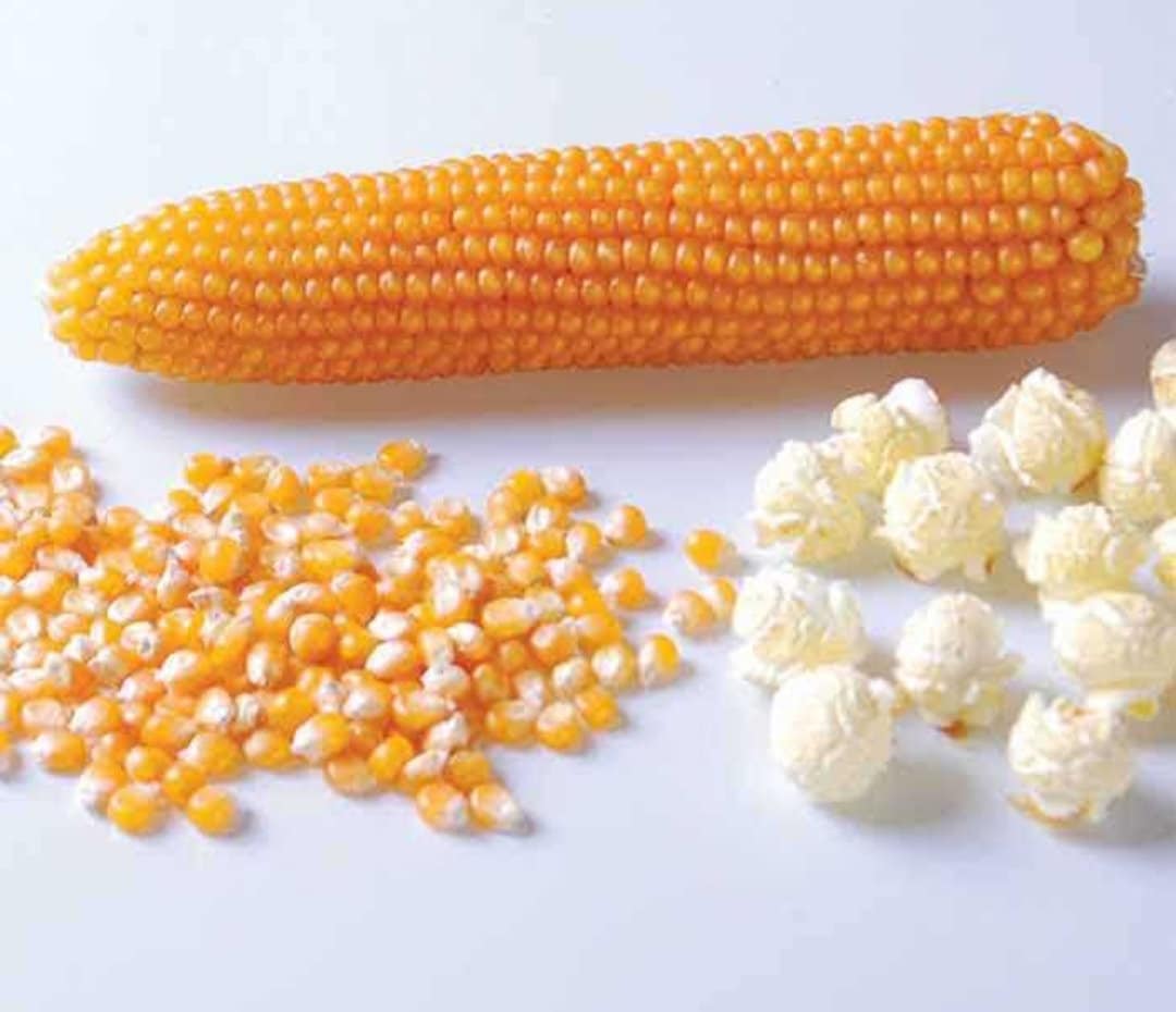 Popcorn seeds 100 seeds organic seeds NON GMO seeds Etsy