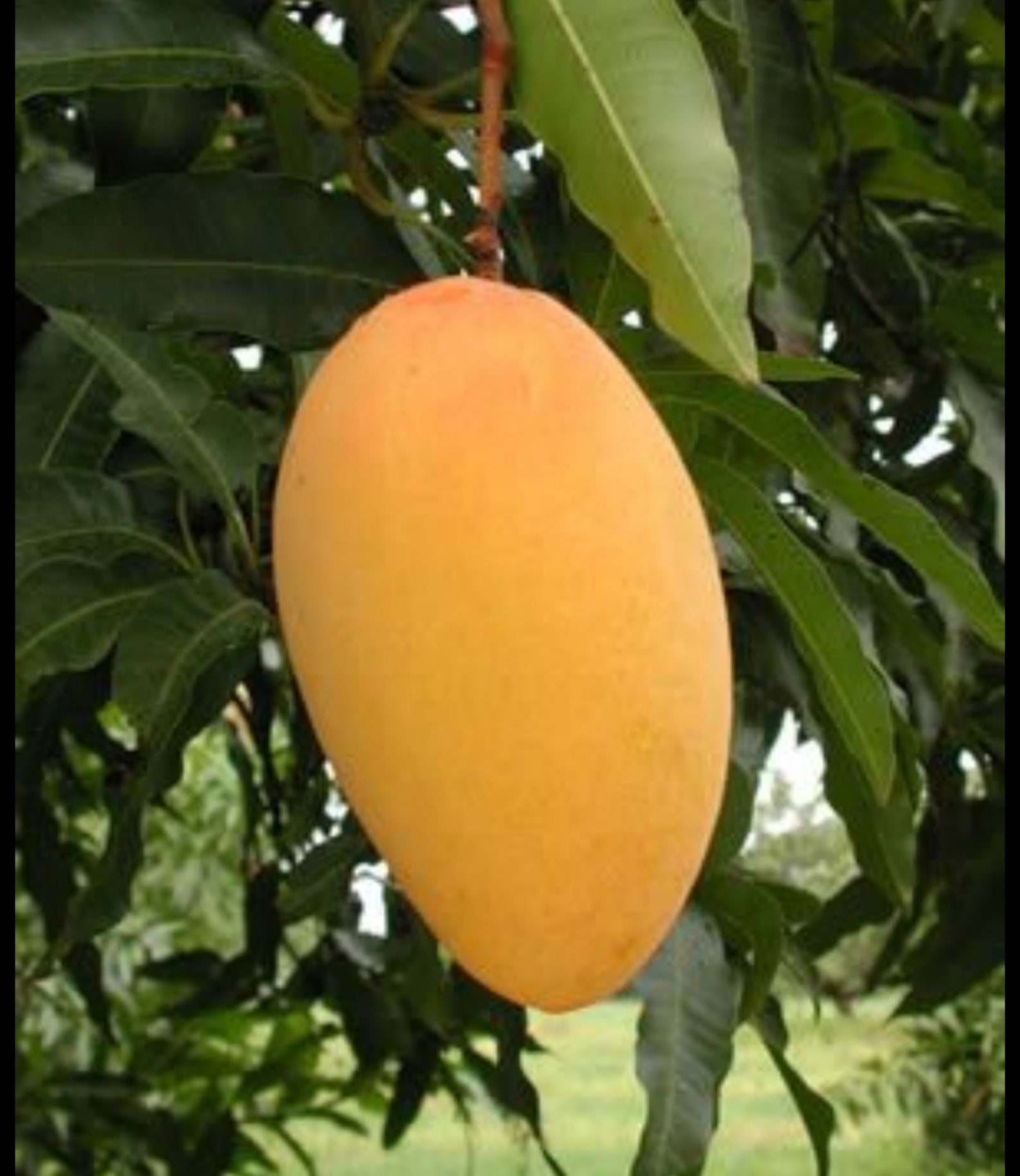 Fresh Thai Mangoes AND Seeds Tasty Mangoes Etsy