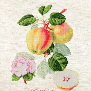 May include: Cross-stitch embroidery of a Dutch Codlin apple with green leaves, pink blossoms, and a cut apple slice. The text "The Dutch Codlin" is stitched below the apples.