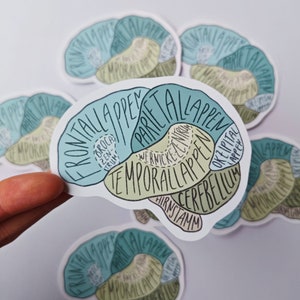 Op de afbeelding: Een sticker van een hersenen met de verschillende kwabben die in het Duits zijn gelabeld. De kwabben zijn gelabeld met "Frontallappen", "Parietallappen", "Temporallappen", "Okzipitallappen" en "Cerebellum". De hersenstam is gelabeld met "Hirntamm".
