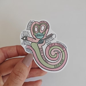 Könnte beinhalten: Ein gestanzter Aufkleber mit einer detaillierten anatomischen Darstellung des menschlichen Innenohrs. Die Illustration verwendet zarte Rosa- und Hellgrüntöne, um Cochlea, Vestibulum und Bogengänge darzustellen, ergänzt durch schwarze Beschriftungen.