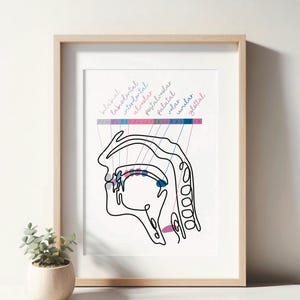 Poster luoghi di articolazione + fonemi IPA logopedia logopedia clinica linguistica regalo ufficio pratica anatomia poster medicina