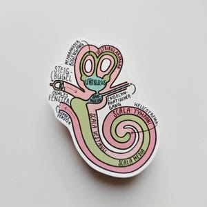 Könnte beinhalten: Eine farbige Illustration des menschlichen Innenohrs, die die Cochlea, die Bogengänge und den Utriculus zeigt. Die Illustration ist mit anatomischen Begriffen in deutscher Sprache beschriftet.