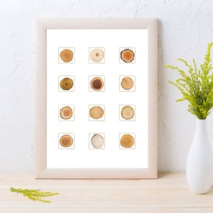 May include: A framed print featuring twelve wood slice cross-sections, each within a gold square. The wood slices display various natural colors and grain patterns. The frame is light-colored, and the print is displayed on a light wooden surface.