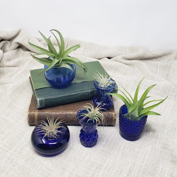 Air Plant Containers Etsy