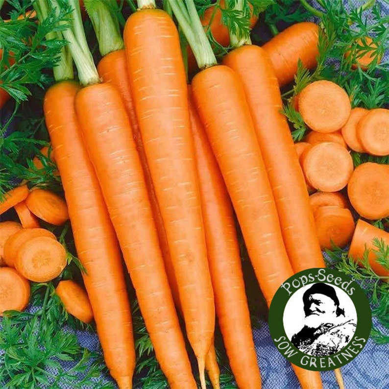 Heirloom Carrot Vegetable Seed Packs Chantenay Carrot Seeds Non Gmo Heirloom Vegetable Seeds Carrot Carrots Chantenay Red Core Seed image 5