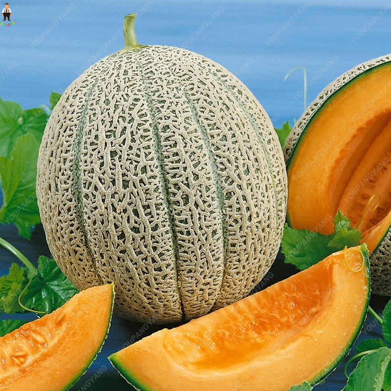 Heirloom Cantaloupe Seeds Fruit Seeds Heirloom Fruit Seeds Etsy