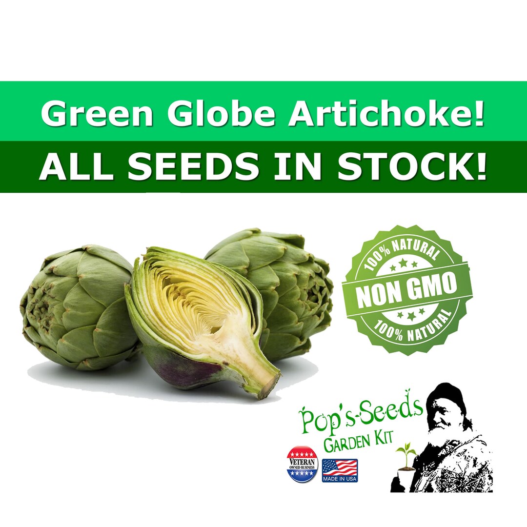 Green Globe Artichoke Seed Packs Organic Artichoke Seeds Etsy