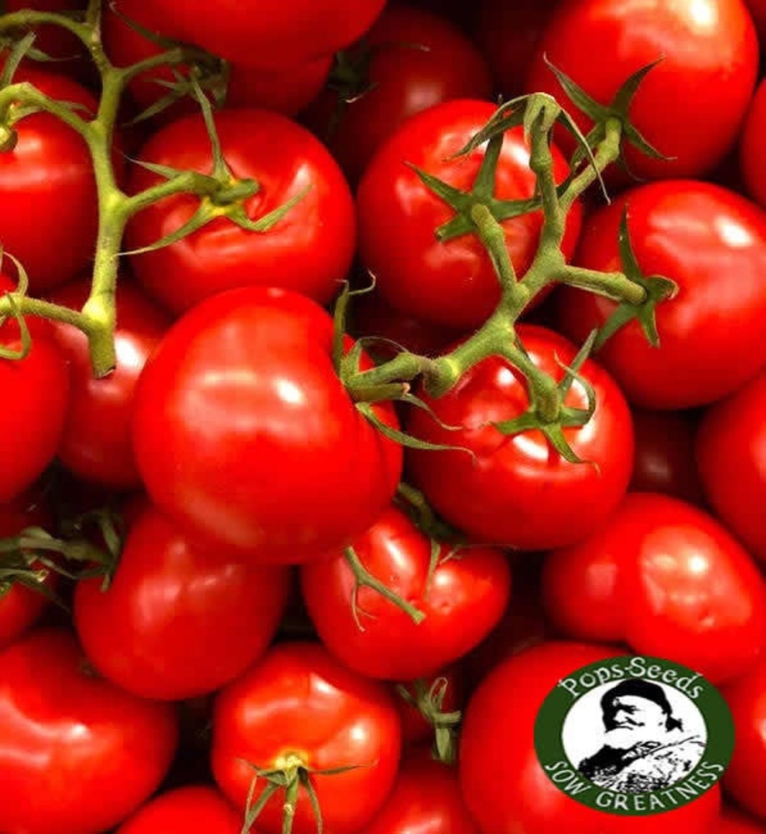 Heirloom Ace Tomato Seed Packs Organic Ace Tomato Seeds Non Gmo