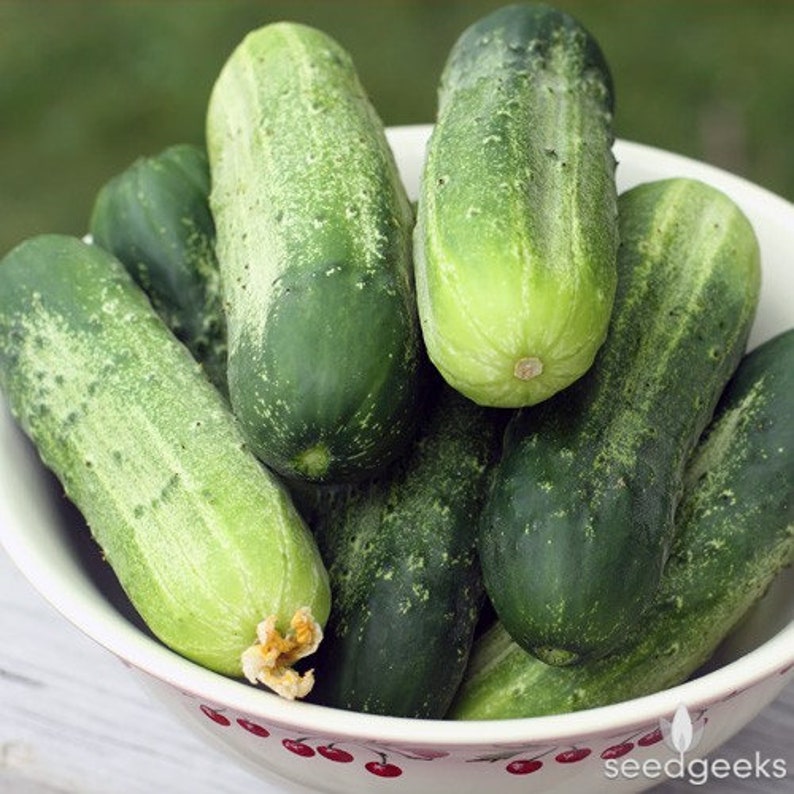 Heirloom Boston Cucumber Vegetable Seed Packs Pickling Type Etsy