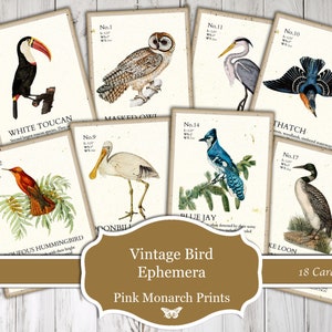 Vintage Bird Ephemera, Digital, Vintage, Bird Ephemera, Bird Cards, Journal Tags, Junk Journaling Ephemera, Junk Journal Supplies, Ephemera image 2