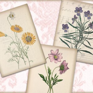 May include: Three vintage botanical illustrations featuring different types of flowers. The first image shows a cluster of yellow flowers with green stems and leaves. The second image shows a cluster of purple flowers with green stems and leaves. The third image shows a cluster of pink flowers with green stems and leaves.