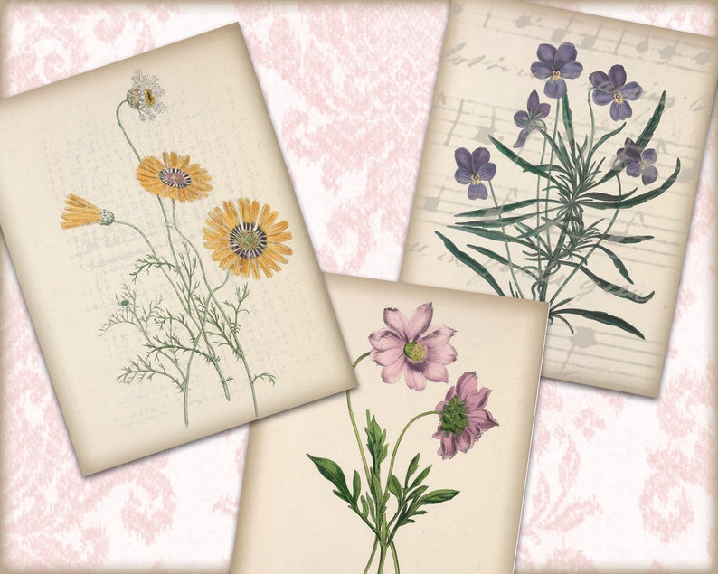 May include: Three vintage botanical illustrations featuring different types of flowers. The first image shows a cluster of yellow flowers with green stems and leaves. The second image shows a cluster of purple flowers with green stems and leaves. The third image shows a cluster of pink flowers with green stems and leaves.