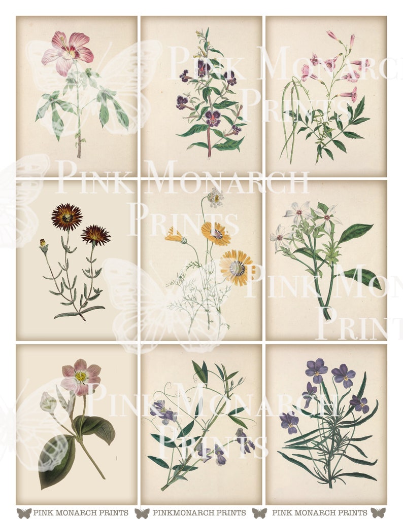 May include: Nine vintage botanical illustrations of flowers, each on a separate card. The flowers are depicted in a realistic style with delicate details. The cards are cream-colored with a subtle texture.