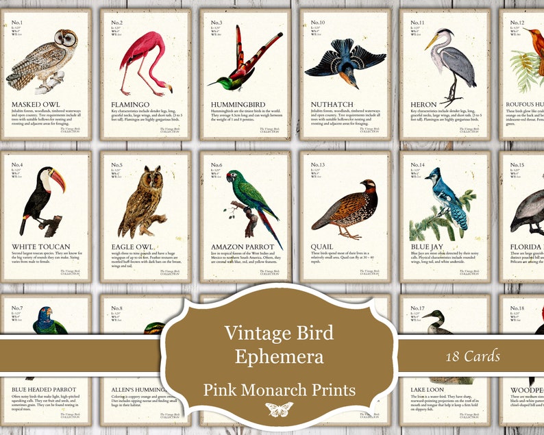 Vintage Bird Ephemera, Digital, Vintage, Bird Ephemera, Bird Cards, Journal Tags, Junk Journaling Ephemera, Junk Journal Supplies, Ephemera image 3