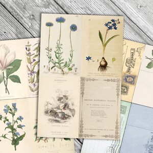 May include: Vintage botanical illustrations of various flowers, including a magnolia, bluebells, and a plant with blue flowers. The illustrations are on postcards with a vintage aesthetic. The text on the postcards reads "British Flowering Plants" and "London: Henry G. Bohn, York Street, Covent Garden."