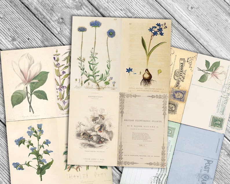 May include: Vintage botanical illustrations of various flowers, including a magnolia, bluebells, and a plant with blue flowers. The illustrations are on postcards with a vintage aesthetic. The text on the postcards reads "British Flowering Plants" and "London: Henry G. Bohn, York Street, Covent Garden."