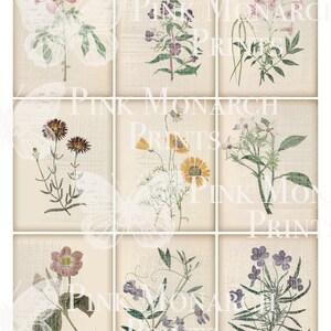 May include: A collage of nine vintage botanical illustrations featuring various flowers and plants. The illustrations are in shades of pink, purple, yellow, and white, and are set against a textured beige background.