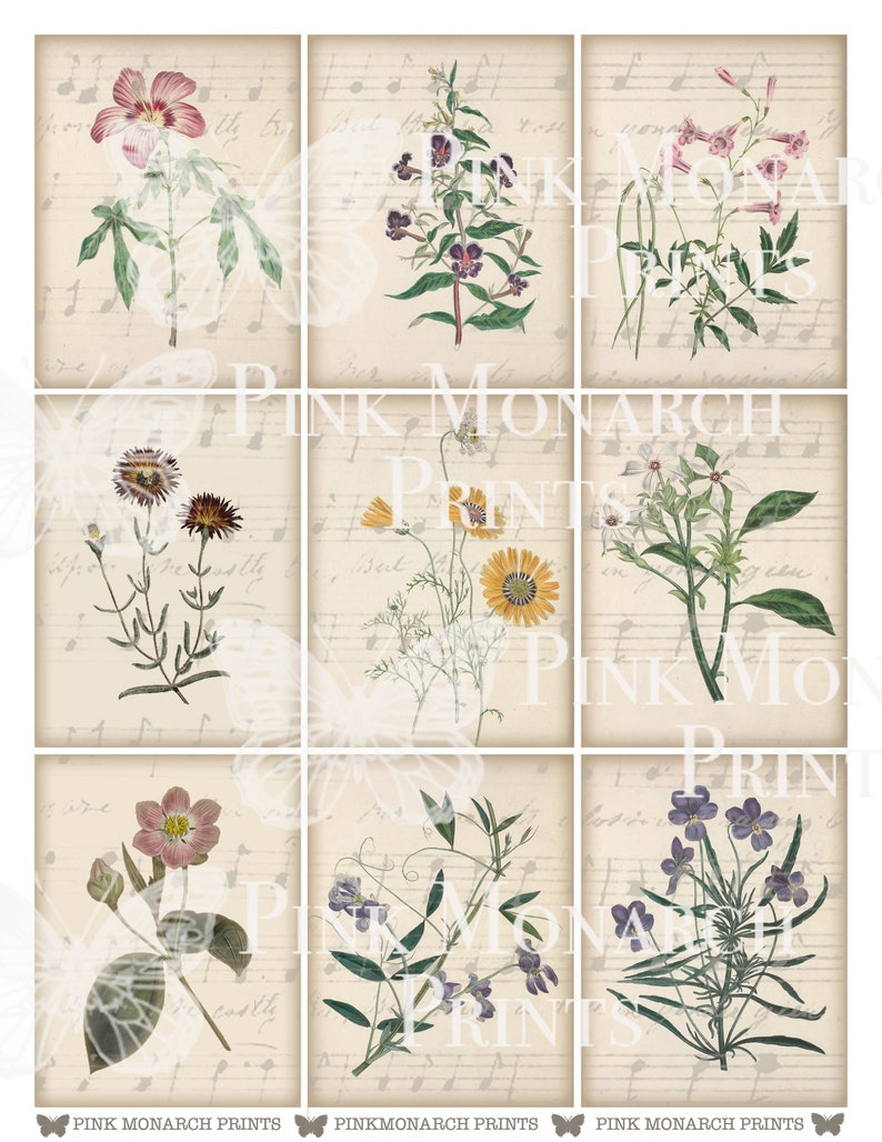 May include: Nine vintage botanical illustrations of flowers on a beige background with musical notes. The flowers are in shades of pink, purple, yellow, and white.