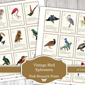 Vintage Bird Ephemera, Digital, Vintage, Bird Ephemera, Bird Cards, Journal Tags, Junk Journaling Ephemera, Junk Journal Supplies, Ephemera image 4