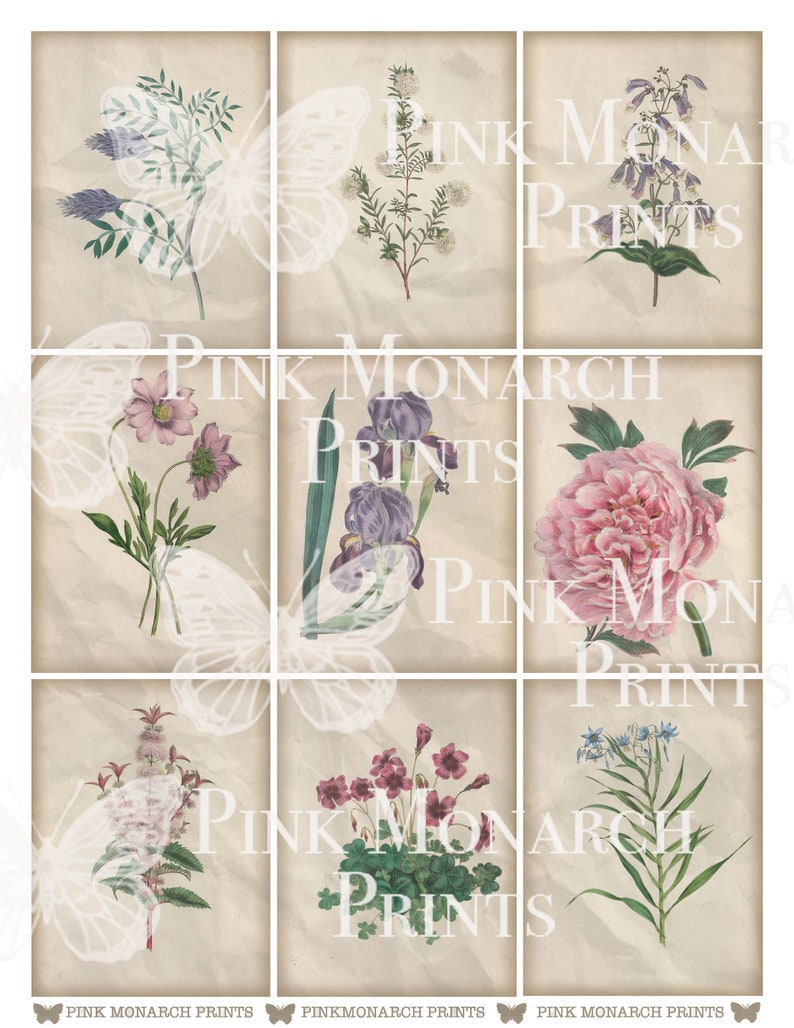 May include: Nine vintage botanical illustrations of flowers on a textured beige background. The flowers include a purple iris, a pink peony, a white flower with green leaves, a purple flower with green leaves, a pink flower with green leaves, a blue flower with green leaves, a pink flower with green leaves, a white flower with green leaves, and a pink flower with green leaves.