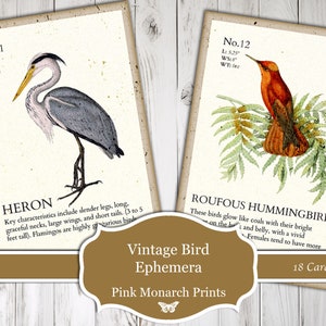 Vintage Bird Ephemera, Digital, Vintage, Bird Ephemera, Bird Cards, Journal Tags, Junk Journaling Ephemera, Junk Journal Supplies, Ephemera image 1