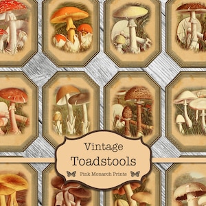 Champignons imprimables, champignon vénéneux et éphémères de champignons, kit de journal indésirable, champignons vénéneux vintage, champignons champignons imprimables, images de champignon vénéneux, embellir