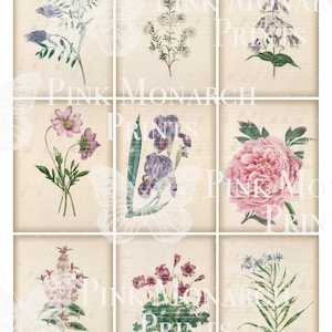 May include: Nine vintage botanical illustrations of flowers on a cream background. The flowers include a purple iris, a pink peony, a blue bellflower, a white flower, a pink flower, a purple flower, a pink flower, a white flower, and a blue flower.