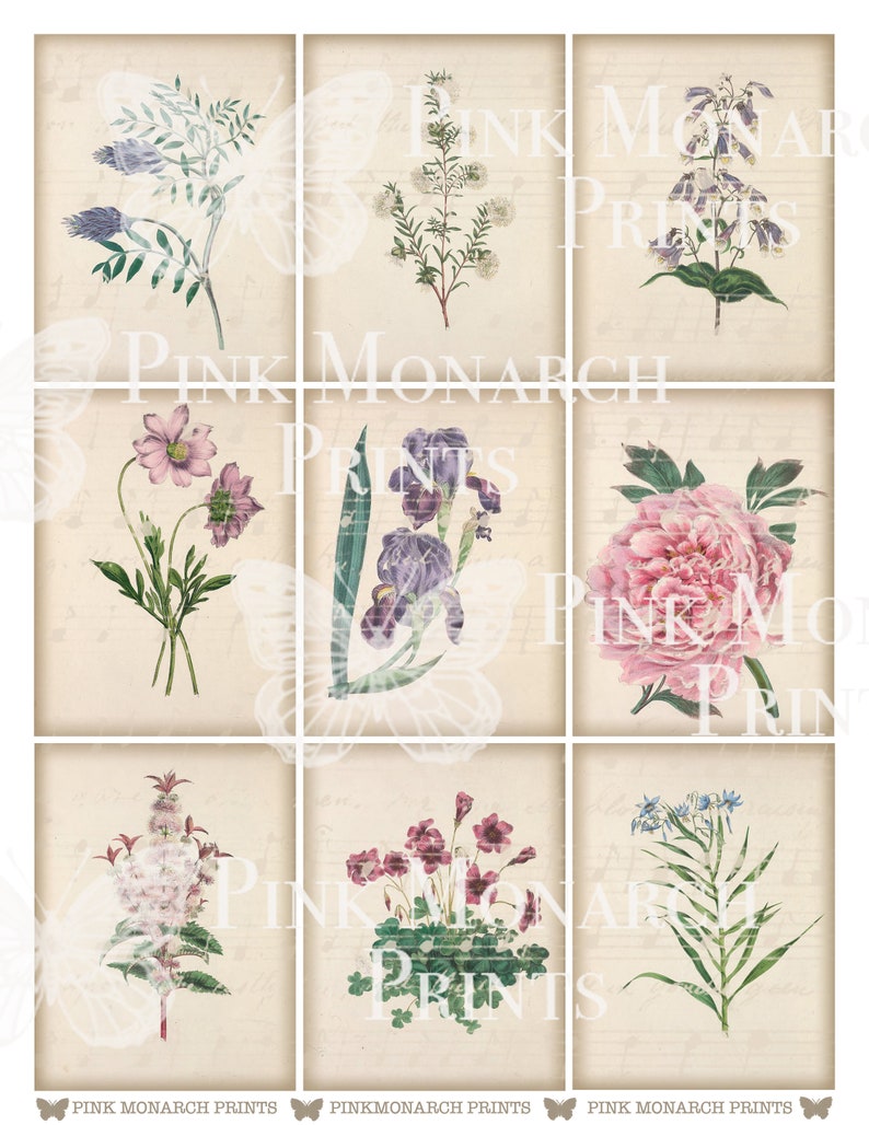 May include: Nine vintage botanical illustrations of flowers on a cream background. The flowers include a purple iris, a pink peony, a blue bellflower, a white flower, a pink flower, a purple flower, a pink flower, a white flower, and a blue flower.