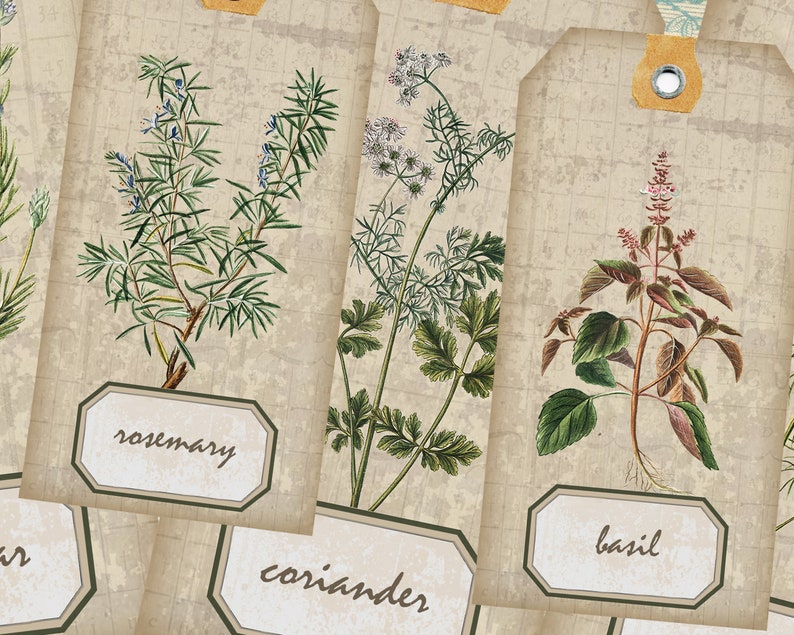 May include: Four vintage-style gift tags with illustrations of herbs. The tags are beige with a grid pattern and feature the names "rosemary", "coriander", "basil", and an unreadable name.