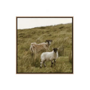 Oversized Framed Scottish Highland Sheep Wall Art | Oil Painting Print | Living Room Wall Art | Canvas Wall Art | Scotland Art |