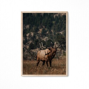 Bull Elk Rocky Mountain National Park, Colorado - Digital Download, Photography Wall Art Print